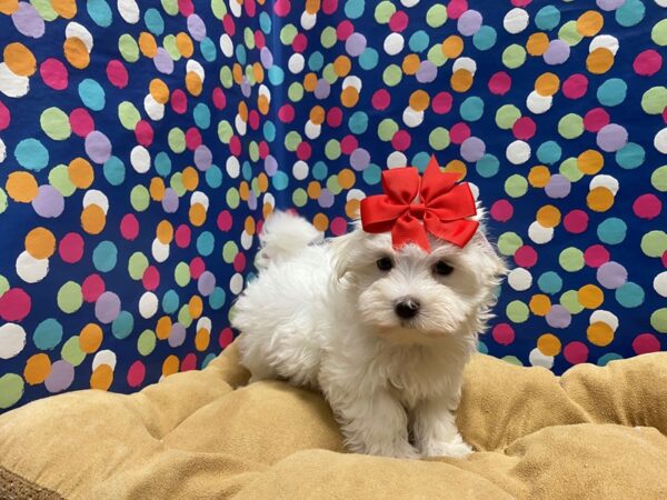 Maltese-DOG-Female-wh-5938-Petland San Antonio, TX
