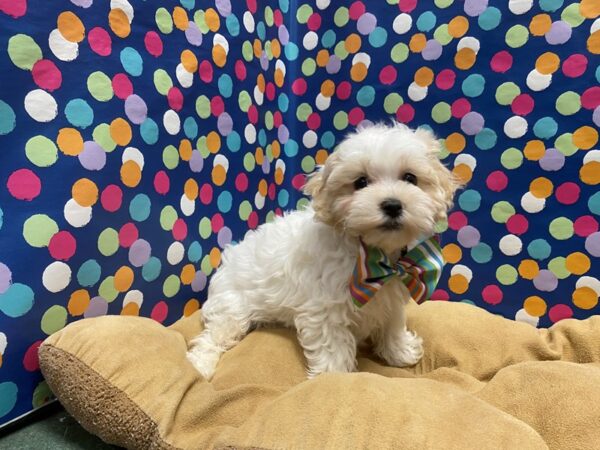 Maltipoo-DOG-Male-wh-5939-Petland San Antonio, TX