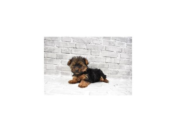 Yorkshire Terrier-DOG-Female-Black and Gold-5954-Petland San Antonio, TX