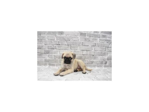 Pug-DOG-Male-Fawn-5952-Petland San Antonio, TX