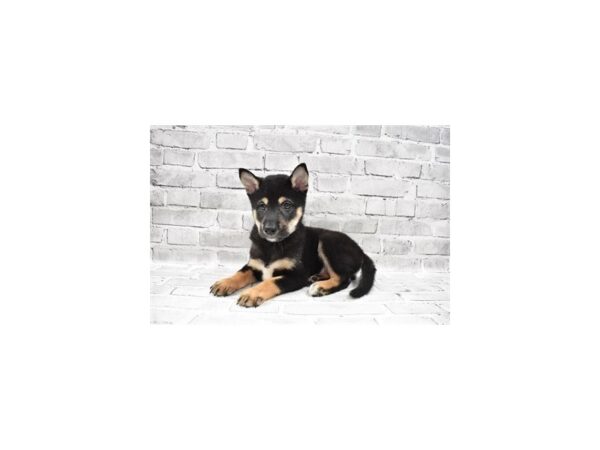 Shiba Inu DOG Male Black and Tan 5953 Petland San Antonio, TX