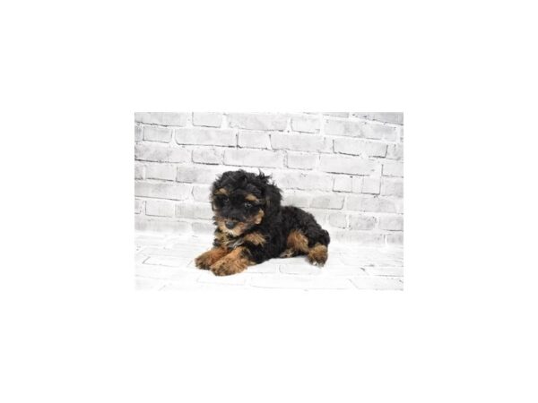 Aussiepoo DOG Female Black 5947 Petland San Antonio, TX