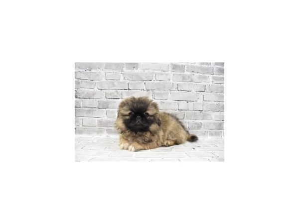 Pekingese-DOG-Male-Fawn-5950-Petland San Antonio, TX