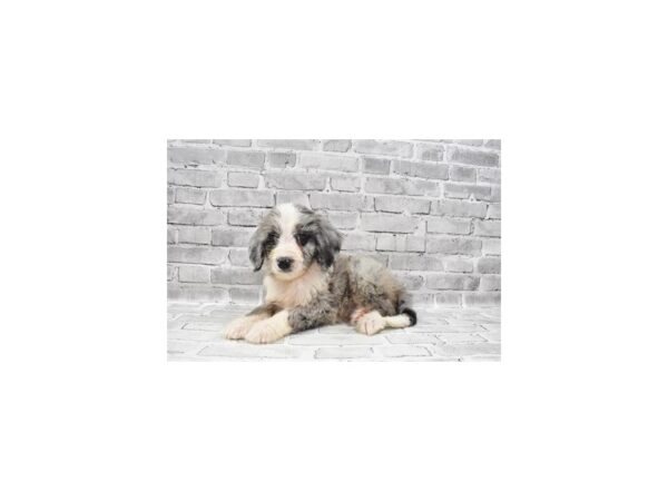 F1B Mini Bernadoodle-DOG-Male-tri-5949-Petland San Antonio, TX