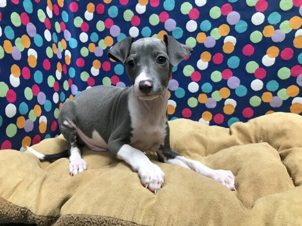 Italian Greyhound DOG Male bl, wh mkgs 5940 Petland San Antonio, TX