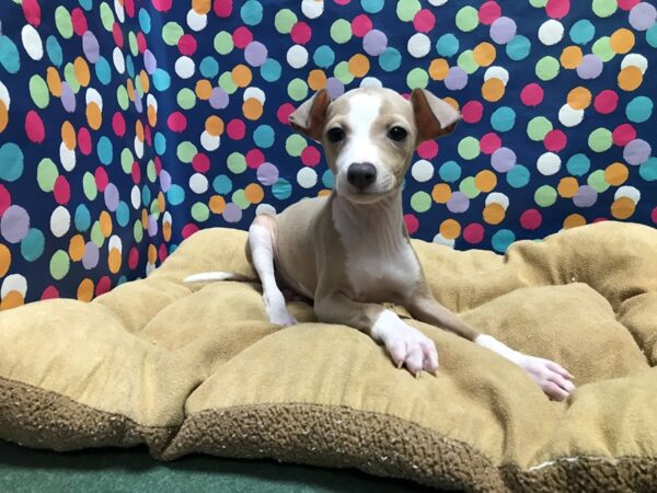 Italian Greyhound-DOG-Female-bl fawn, wh mkgs-5941-Petland San Antonio, TX