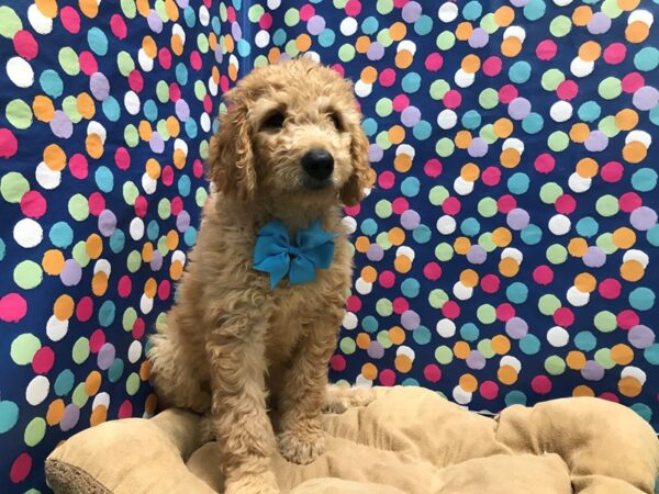 Goldendoodle DOG Male lgt red 5942 Petland San Antonio, TX