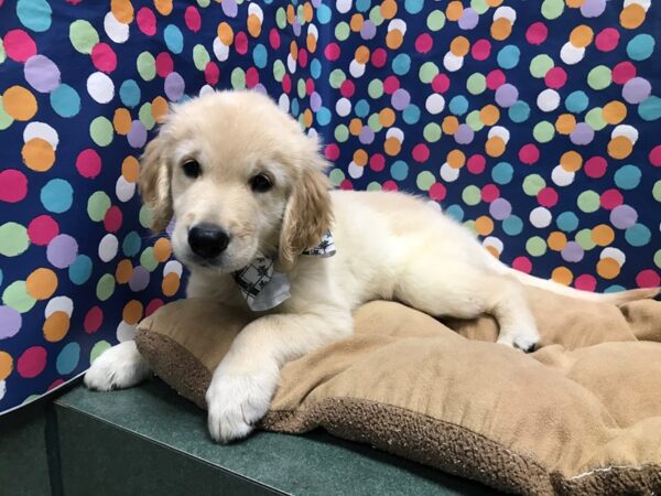 Golden Retriever-DOG-Male-lgt rd-5944-Petland San Antonio, TX