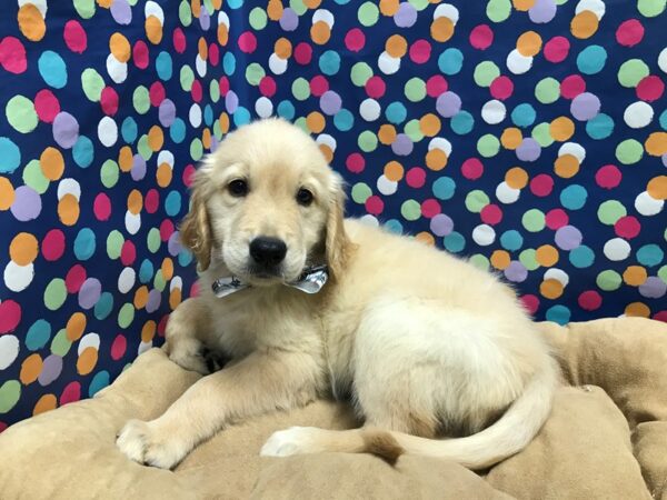 Golden Retriever-DOG-Male-drk rd-5945-Petland San Antonio, TX