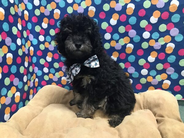 Miniature Poodle-DOG-Male-blk & tn-5932-Petland San Antonio, TX
