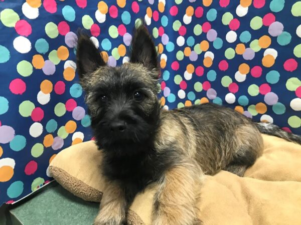 Cairn Terrier-DOG-Female-whtn-5922-Petland San Antonio, TX