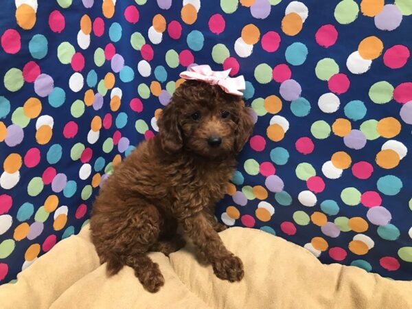 Toy Poodle DOG Female dk rd 5960 Petland San Antonio, TX