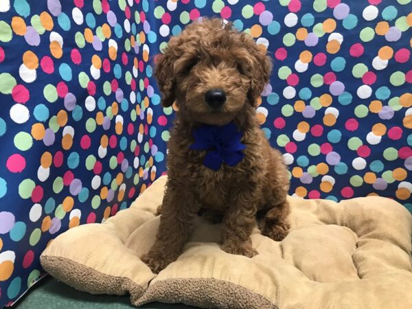 Mini Goldendoodle 3rd Generation-DOG-Male-dk rd-5961-Petland San Antonio, TX