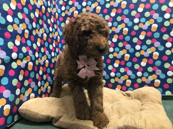 Mini Goldendoodle 3rd Generation-DOG-Male-dk rd-5962-Petland San Antonio, TX