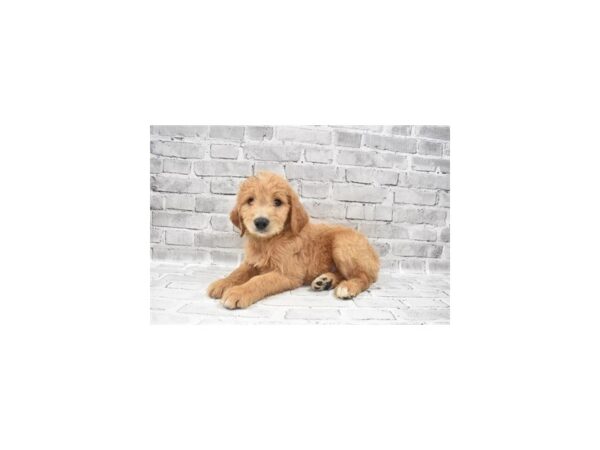 Mini Goldendoodle-DOG-Male-Golden-5963-Petland San Antonio, TX