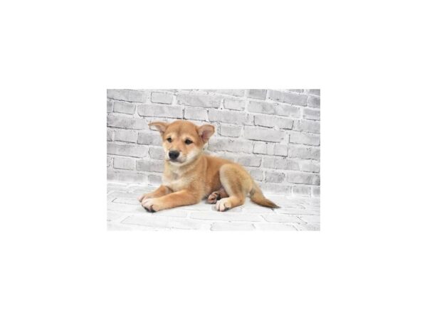 Shiba Inu-DOG-Male-Red-5964-Petland San Antonio, TX