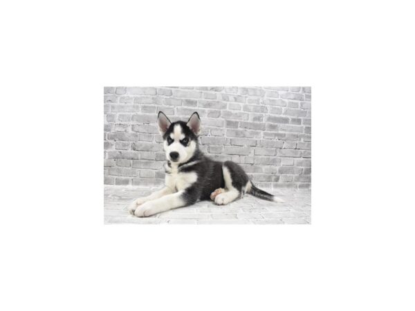 Siberian Husky-DOG-Male-Black and White-5965-Petland San Antonio, TX
