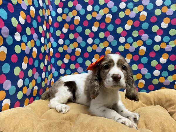 Cocker Spaniel-DOG-Female-wh & chlt, mrl-5966-Petland San Antonio, TX