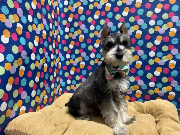 Miniature Schnauzer-DOG-Male-slt & ppr-5968-Petland San Antonio, TX