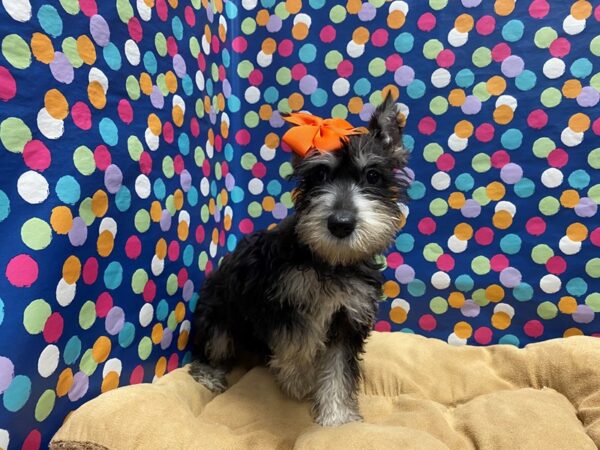 Miniature Schnauzer-DOG-Female-blk & slvr-5969-Petland San Antonio, TX