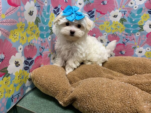 Maltese-DOG-Female-wh-5972-Petland San Antonio, TX