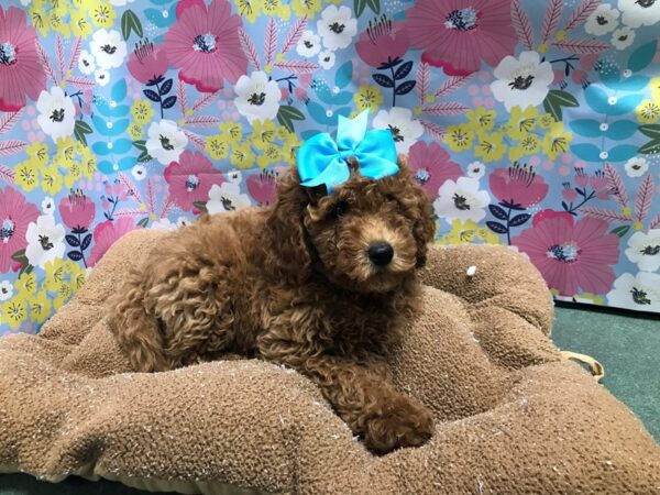 Mini Goldendoodle 3rd Generation DOG Female rd 5983 Petland San Antonio, TX