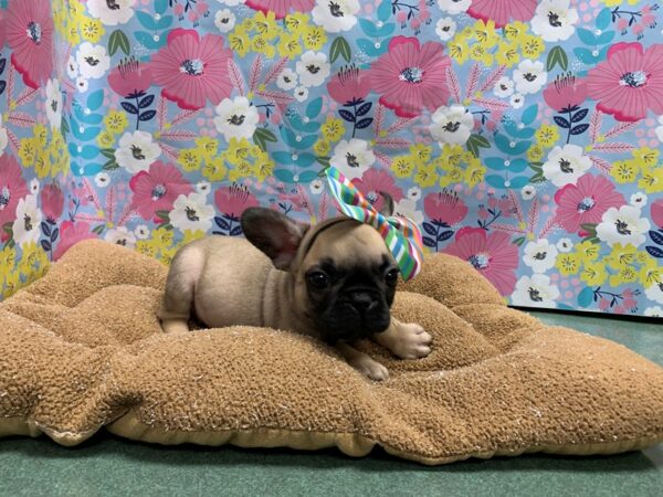 French Bulldog-DOG-Female-fn & blk-5981-Petland San Antonio, TX
