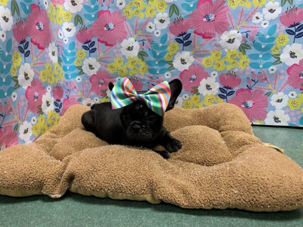 French Bulldog-DOG-Female-blk-5982-Petland San Antonio, TX
