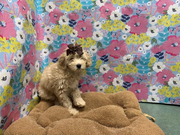 Cava Poo DOG Female apct 5973 Petland San Antonio, TX