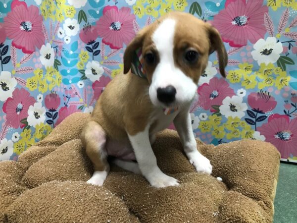 Beagle Mix-DOG-Male-rd, wh mkgs-5977-Petland San Antonio, TX