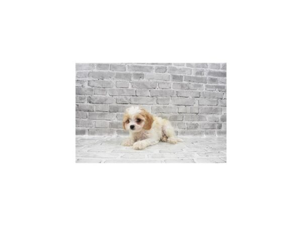 Cavachon DOG Male White and Cream 5986 Petland San Antonio, TX