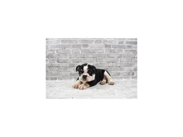 English Bulldog-DOG-Male-Black Fawn and White-5988-Petland San Antonio, TX