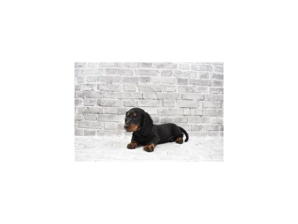 Dachshund-DOG-Male-Black and Tan-5987-Petland San Antonio, TX
