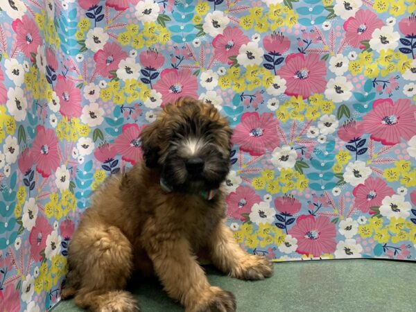 Soft Coated Wheaten Terrier DOG Male whtn 5975 Petland San Antonio, TX