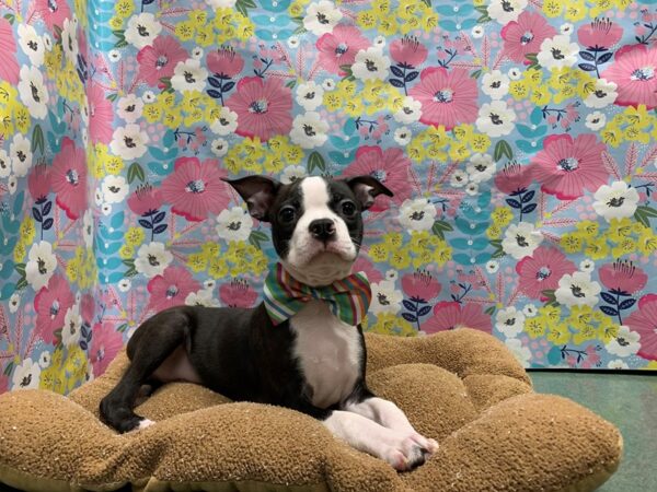 Boston Terrier-DOG-Male-blk & wh-5979-Petland San Antonio, TX
