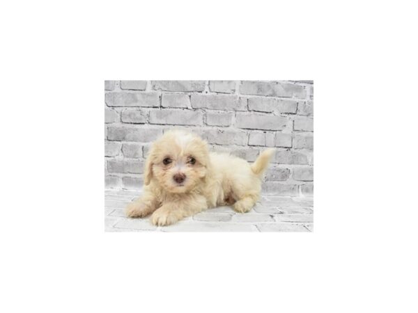 Teddy Bear DOG Male Gold 5995 Petland San Antonio, TX