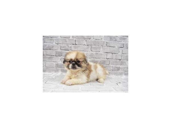 Pekingese DOG Female Red 5994 Petland San Antonio, TX