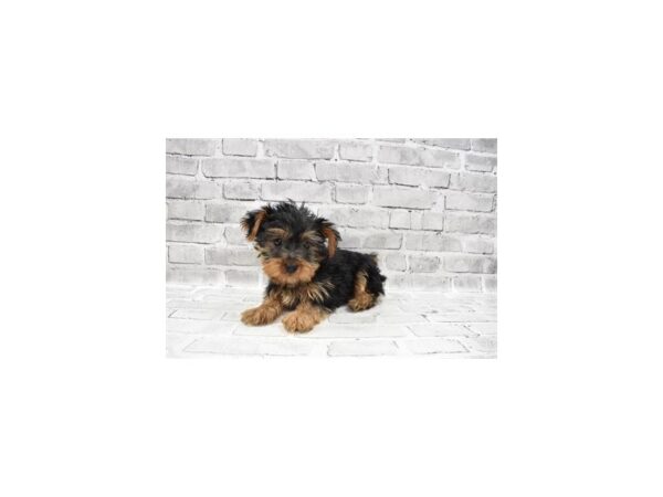 Yorkshire Terrier DOG Male Black and Tan 5996 Petland San Antonio, TX