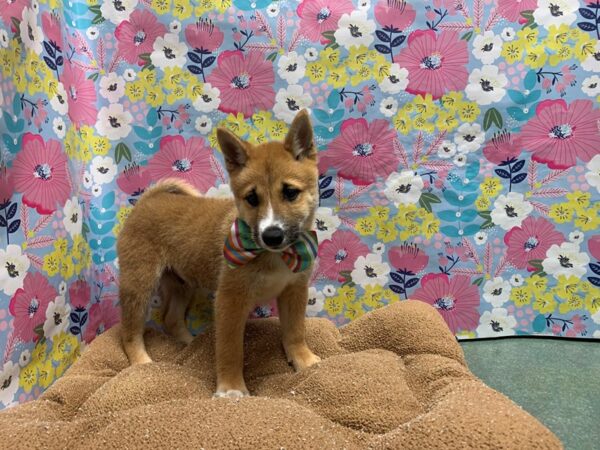 Shiba Inu-DOG-Male-rd sesme, wh mkgs-5998-Petland San Antonio, TX