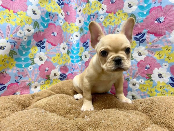 French Bulldog-DOG-Male-cr-5984-Petland San Antonio, TX