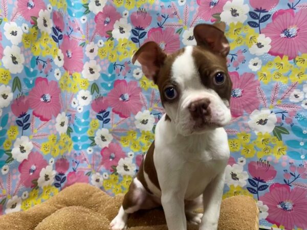 Boston Terrier-DOG-Male-rd & wh splshd-5980-Petland San Antonio, TX