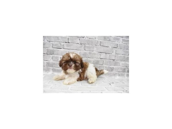 Shih Tzu-DOG-Female-Liver and White-6002-Petland San Antonio, TX