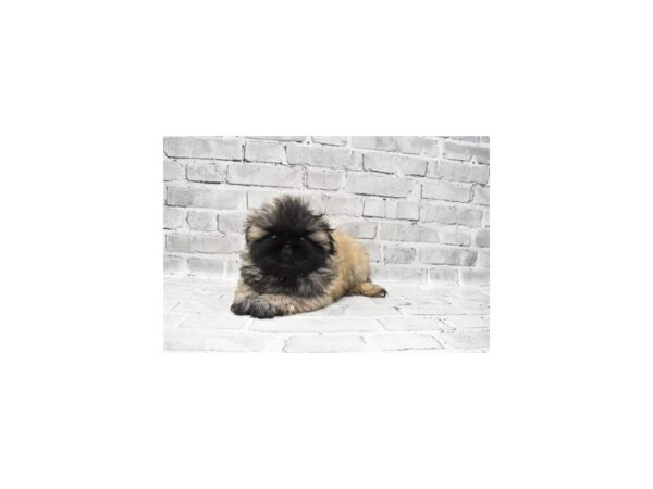 Pekingese-DOG-Female-Fawn Sable-6000-Petland San Antonio, TX