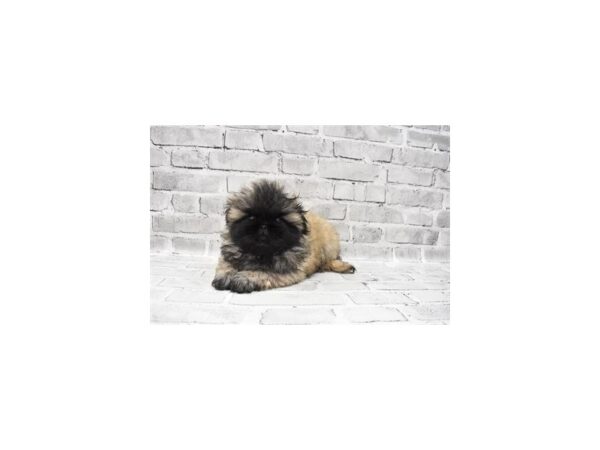 Pekingese DOG Female Fawn Sable 6000 Petland San Antonio, TX