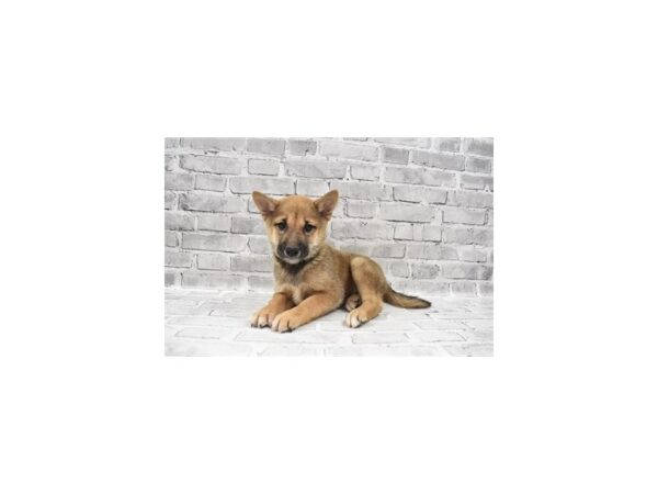 Shiba Inu-DOG-Male-Red Sesame-6001-Petland San Antonio, TX