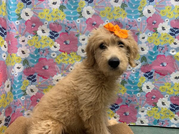 Goldendoodle-DOG-Female-apct-5971-Petland San Antonio, TX