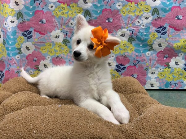 American Eskimo DOG Female wh 6003 Petland San Antonio, TX