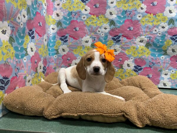 Brittany Spaniel/Beagle-DOG-Female-wh & org-6005-Petland San Antonio, TX