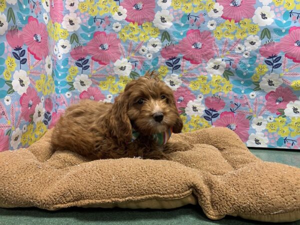Cavapoo-DOG-Male-rd, wh mkgs-6006-Petland San Antonio, TX