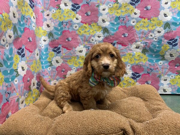 Cavapoo-DOG-Male-rd, wh mkgs-6007-Petland San Antonio, TX